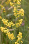 Yellow Spring bedstraw 